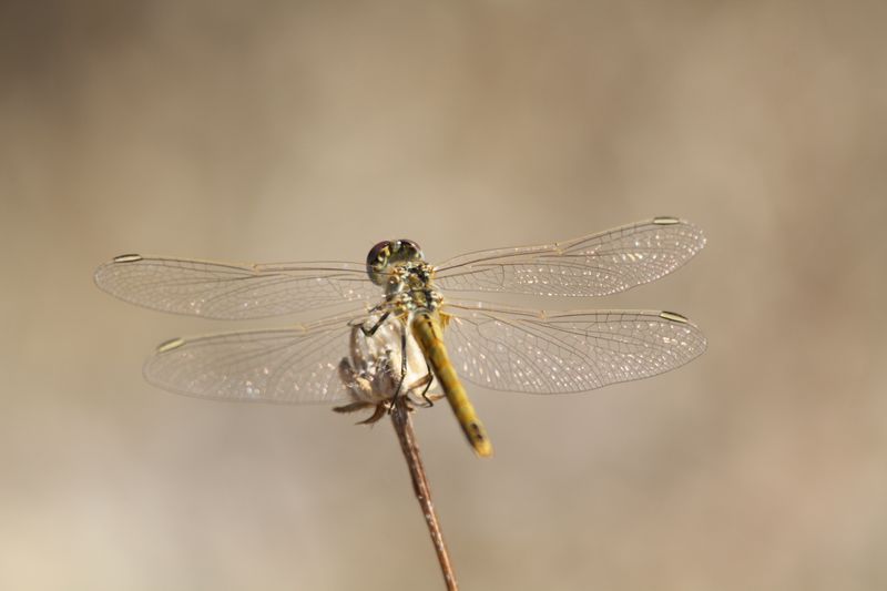 Sympetrum fonscolombii femmina & maschio?